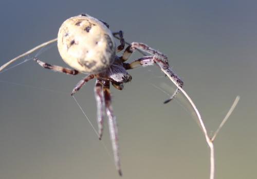 Réf. 228 466 : Larinioides sp.